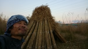 伏見のヨシ刈り現場 伏見のヨシ刈り現場